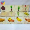 Bộ đồ chơi Vòng đời động thực vật LC02 Animal and Plant Life Cycle Toy Set LC02