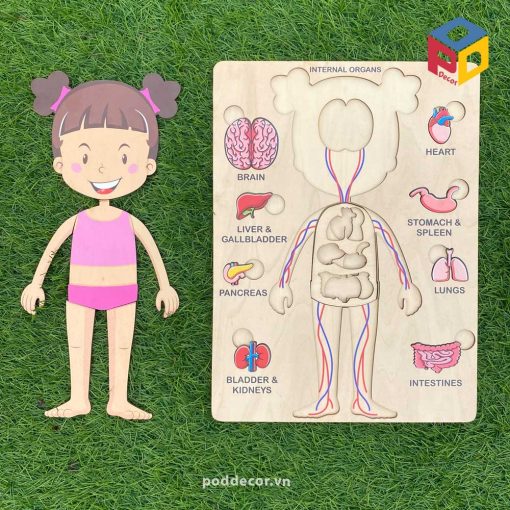 Giáo cụ montessori Mô hình nội tạng người IO01 Montessori teaching aids Human organ model IO01