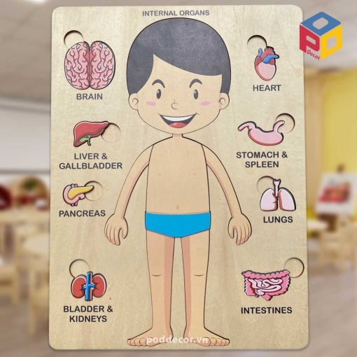 Giáo cụ montessori-Mô hình nội tạng người IO02 Montessori teaching aids Human organ model IO02