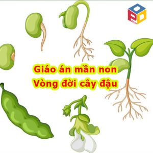 Vòng đời của cây đậu giáo án mầm non