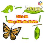 Giáo án vòng đời của bướm cho trẻ mầm non