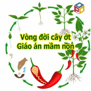 Giáo án mầm non vòng đời cây ớt
