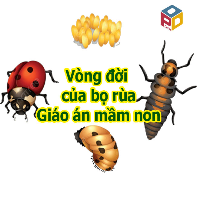 Vòng đời của bọ rùa Giáo án mầm non