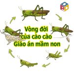 Vòng đời của cào cào Giáo án mầm non