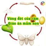 Vòng đời của con tằm Giáo án khám phá khoa học