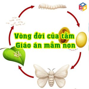 Vòng đời của con tằm Giáo án khám phá khoa học