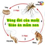Vòng đời của muỗi Giáo án khám phá khoa học