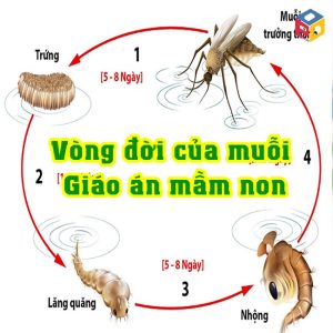 Vòng đời của muỗi Giáo án khám phá khoa học
