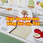 Giáo án Vòng đời của cây táo
