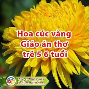 Hoa cúc vàng Giáo án thơ trẻ 5 6 tuổi